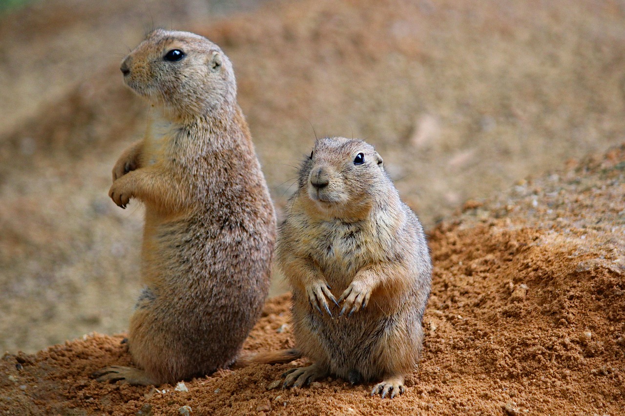 Protecting Your Home Against Rodents and Pests